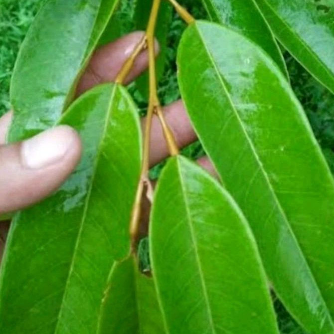 

DAUN DURIAN SEGAR 100LEMBAR TERBAIK TERMURAH OBAT HERBAL OBAT TRADISIONAL OBAT ALAMI promo