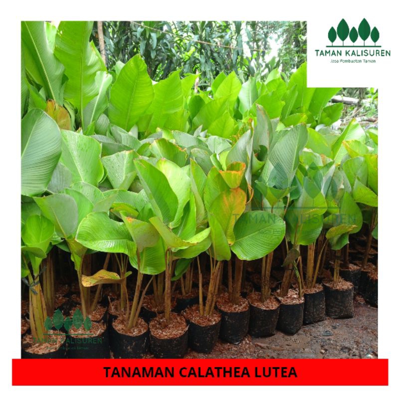 Tanaman Calathea Lutea - Tanaman Hias Pisang-pisangan Calatea tinggi 40-80 cm