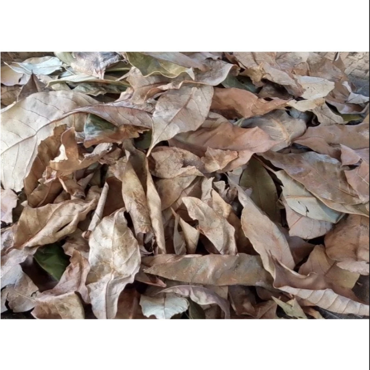 

Daun Pala Kering Alami / Natural Dried Nutmeg Leaves