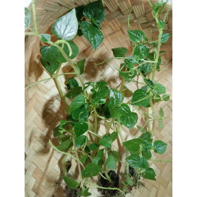 

aneka daun ,daun Sirih China,daun herbal,obat herbal,alami