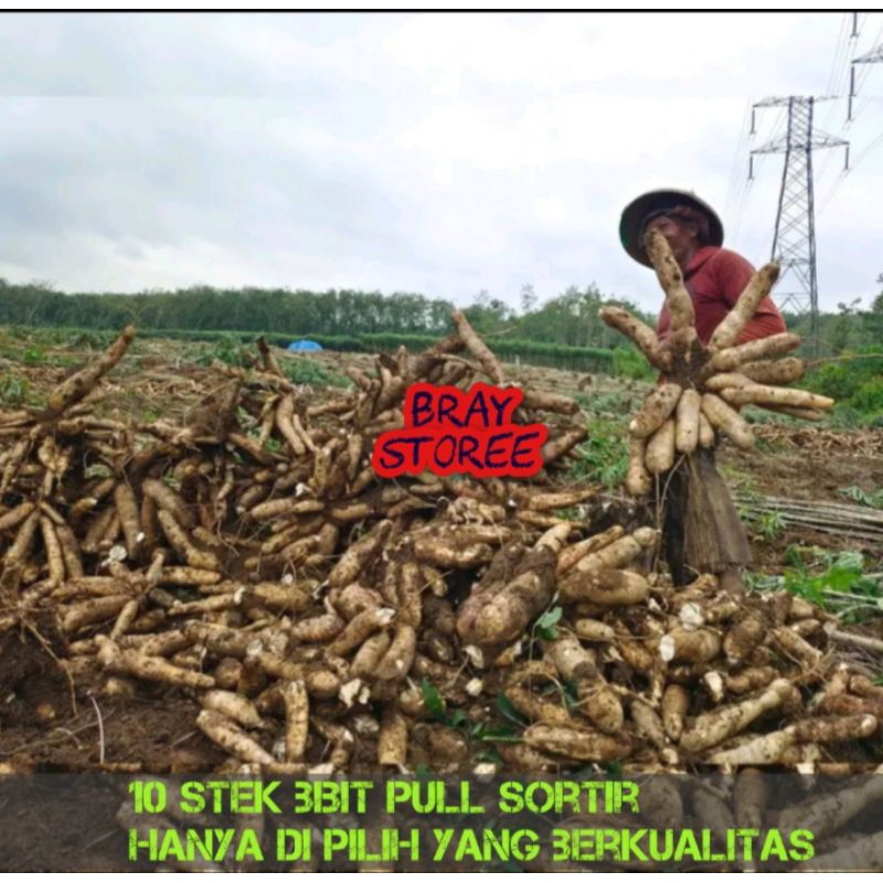 10 STEK BIBIT POHON SINGKONG THAILAND KUALITAS UNGGULAN PANJANG/BATANG 25.CM