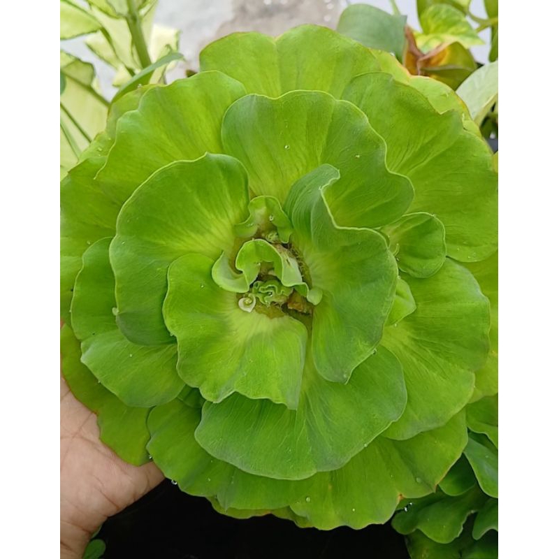 tanaman air kiambang mawar size jumbo