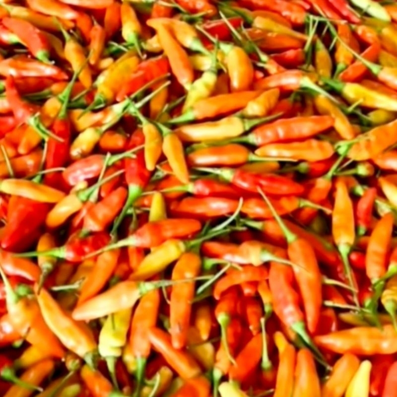 

Cabe / Cabai Rawit Merah