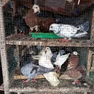 burung dara merpati hidup pelihara potong satuan