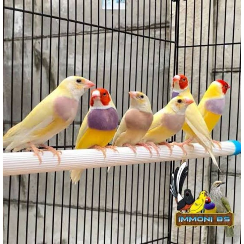 BURUNG GOULD AMADINE KUNING