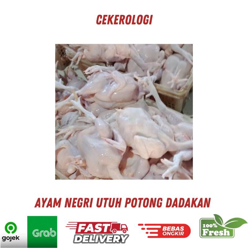 

Ayam Negri Utuh 1ekor / Ayam Negri Potong Dadakan Fresh / Ayam Negri Potong / Ayam Potong Fresh / Ayam Boiler Potong / Ayam / JABODETABEK / Daging Ayam