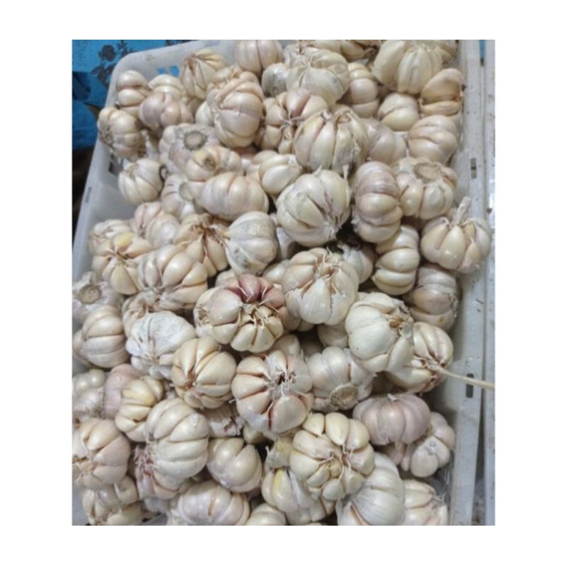 

bawang putih 1 kg fresh