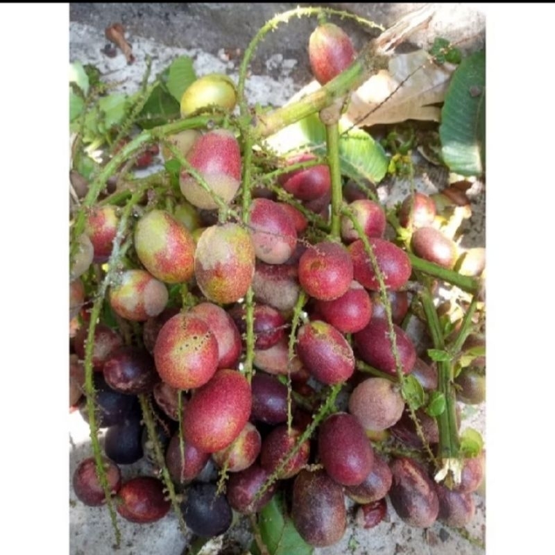 

buah matoa fres super manis 3 rasa kemasan 1kg