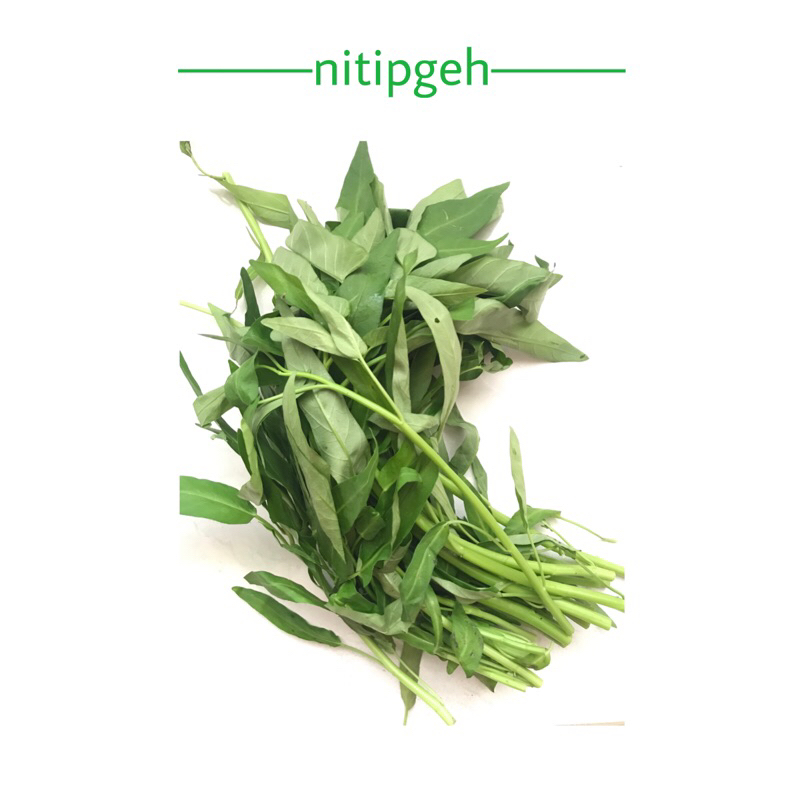 

nitipgeh Kangkung fresh segar lampung