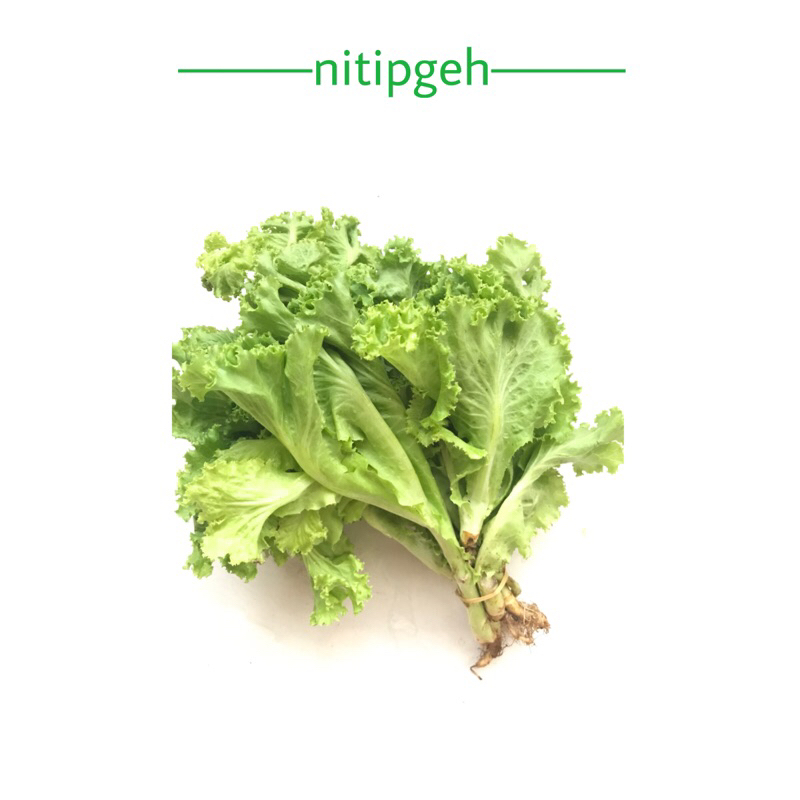 

nitipgeh Selada Segar