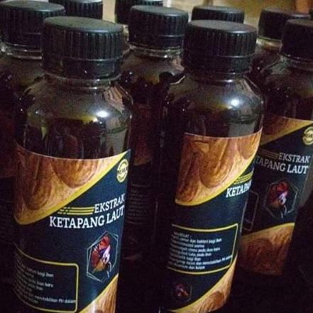 Ekstrak daun Ketapang