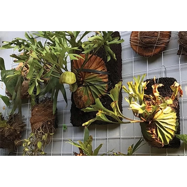 Mokilo43 Media Pakis Papan Jumbo [ 20Cm X 30Cm ] - Media Tanam Anggrek Tanaman Tanduk Rusa