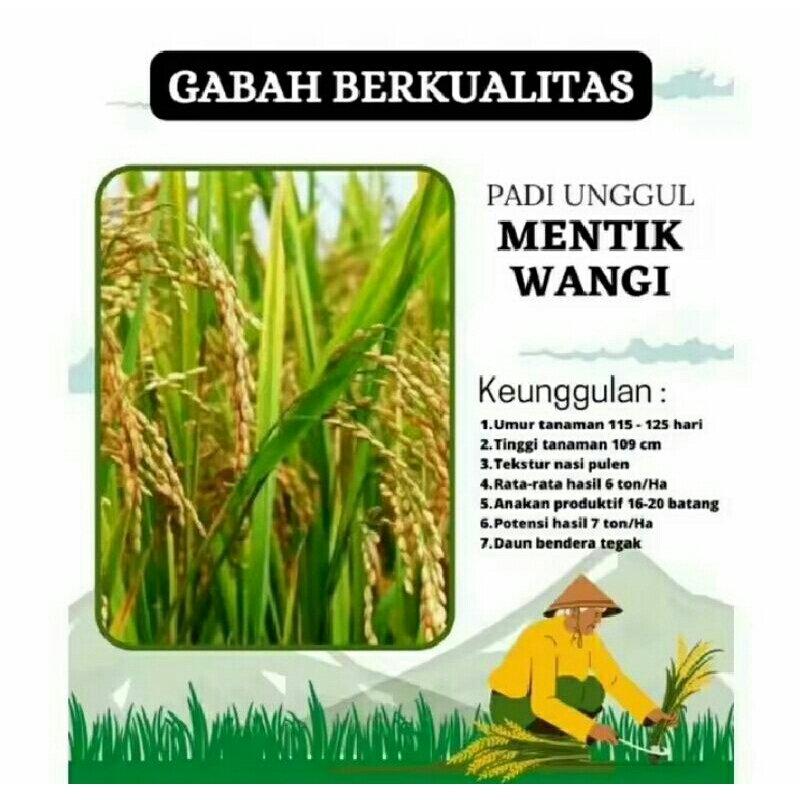 BENIH PADI PANDAN WANGI 5,KG