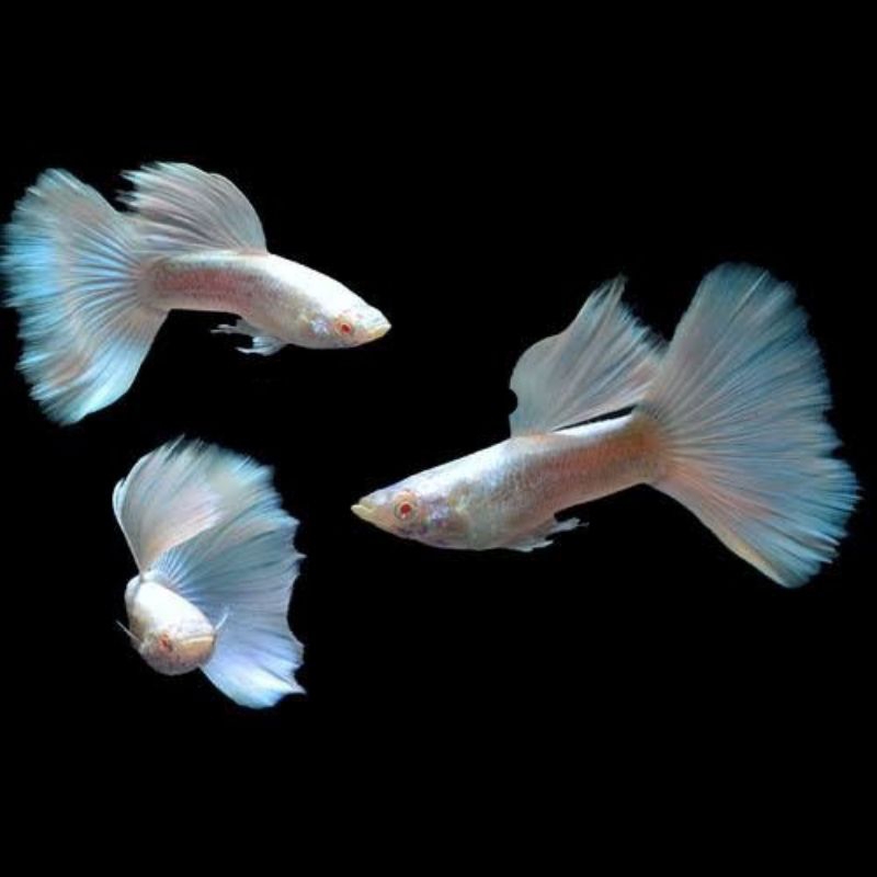 ikan guppy afp/ikan guppy albino full platinum/ikan hias aquarium