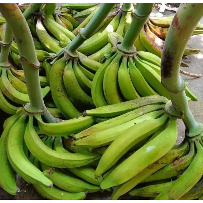 

pisang tanduk 1tandan/1turui segar dan fres