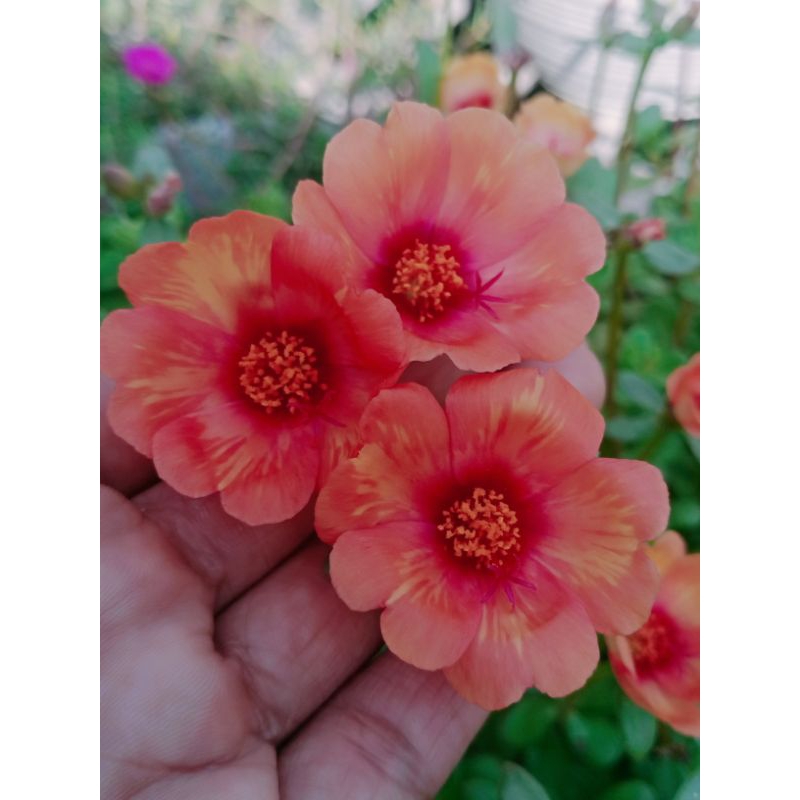 APRICOT ORENS/STEK BUNGA KROKOT IMPORT/JENIS SELAPIS