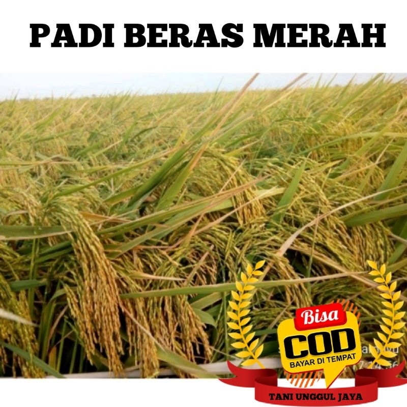 

Benih padi unggul beras merah aromatik kemasan 1kg