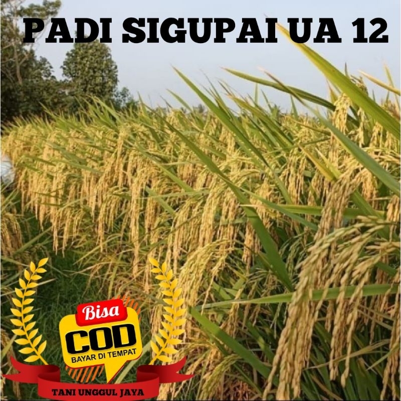 Benih Padi Unggul Sigupai UA 12 1kg