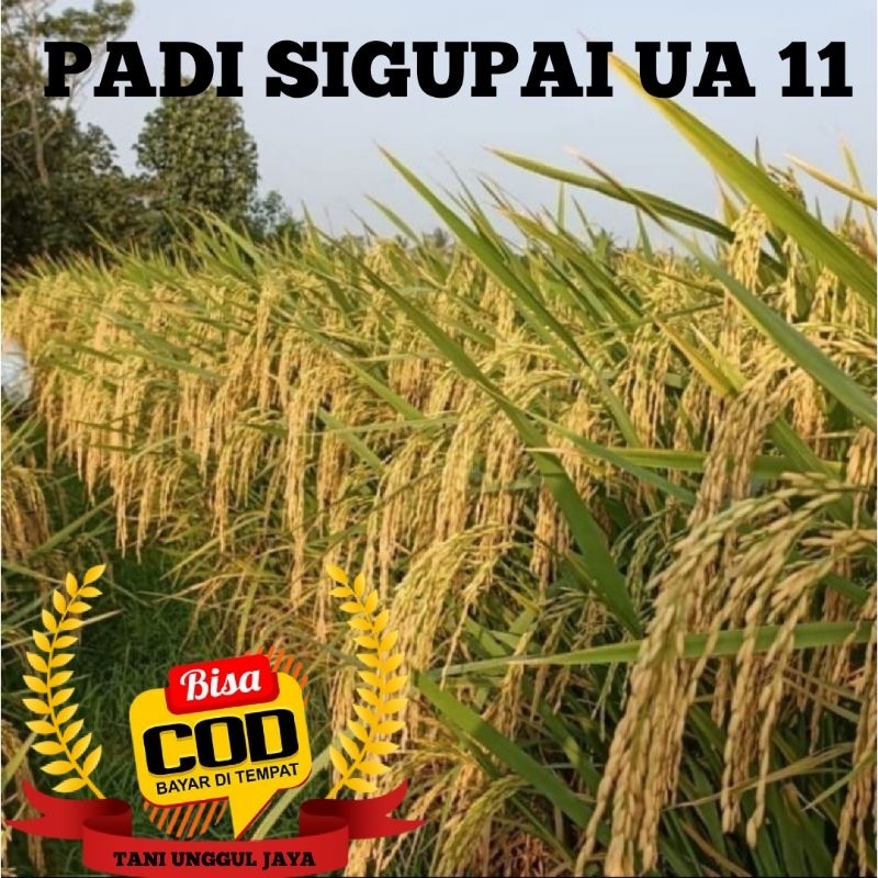 Benih Bibit Padi Unggul Sigupai UA 11 Kemasan 5kg Kwalitas Premium