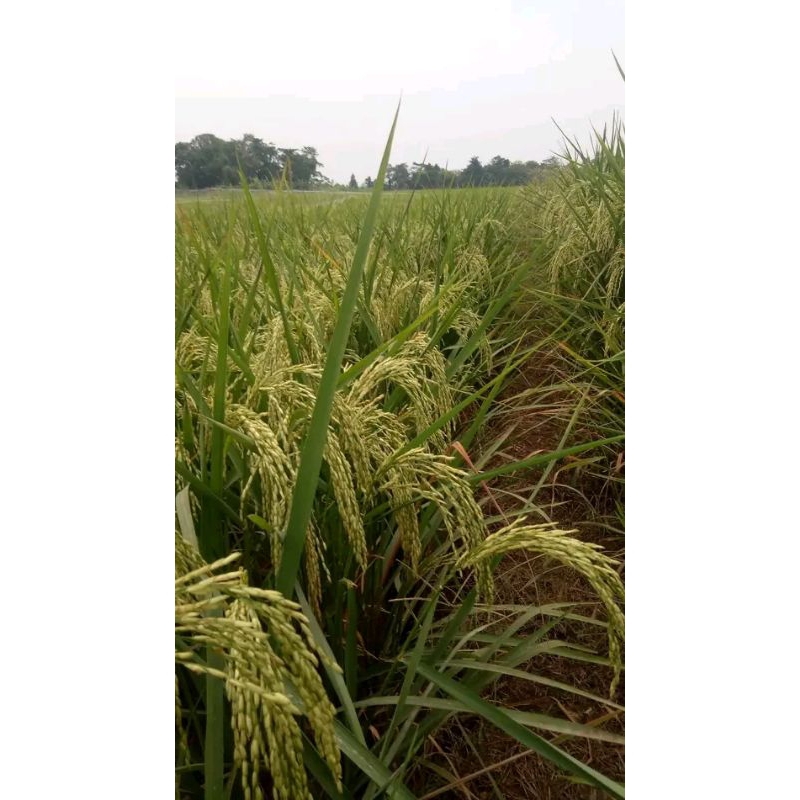 benih padi vr 46 kemasan 5 kg