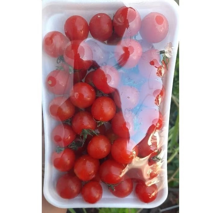 

tomat cerry bulat import