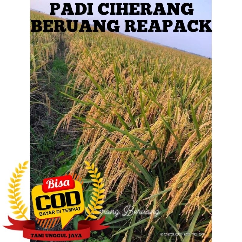 Benih padi unggul Ciherang reakpack1kg