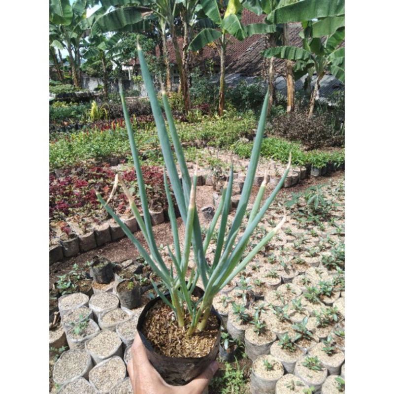 Bibit daun bawang daun