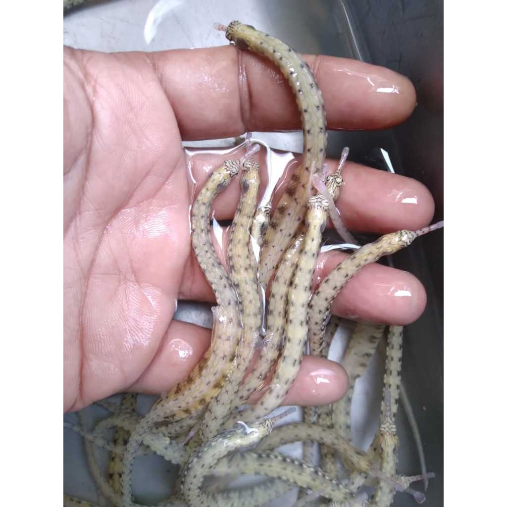 Tangkur Putih - Australian Banded Pipefish