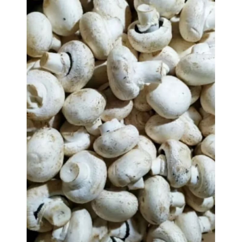 

JAMUR KANCING Super Fress 1 Kg