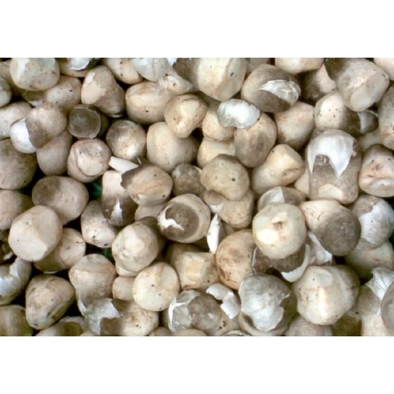 

JAMUR MERANG Super Fress 1 Kg
