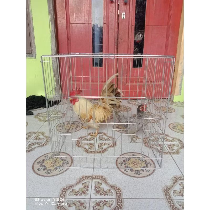 kandang ayam kate ukuran50×50