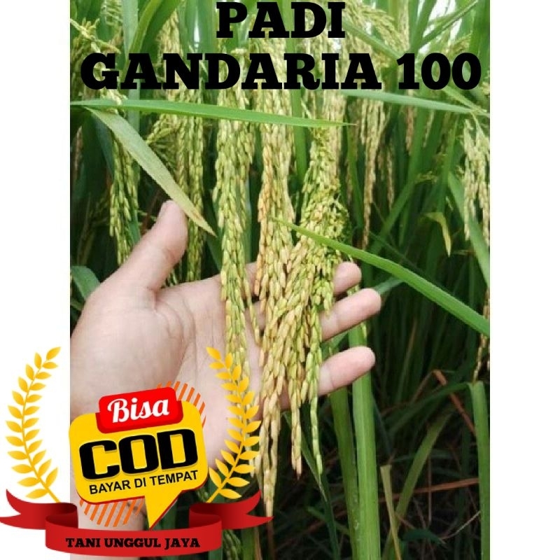 Benih Bibit Padi Unggul G100 (GANDARIA 100) Kemasan 5Kg