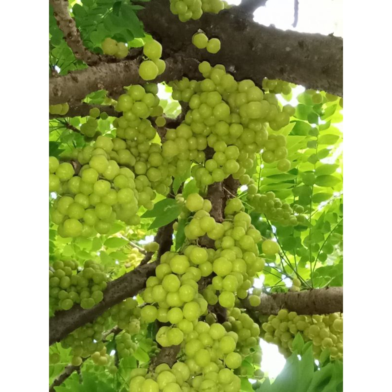 

BUAH CERMAI SEGAR DAN HIGIENIS LANGSUNG PETIK 100 gram, 250 gram, 500 gram