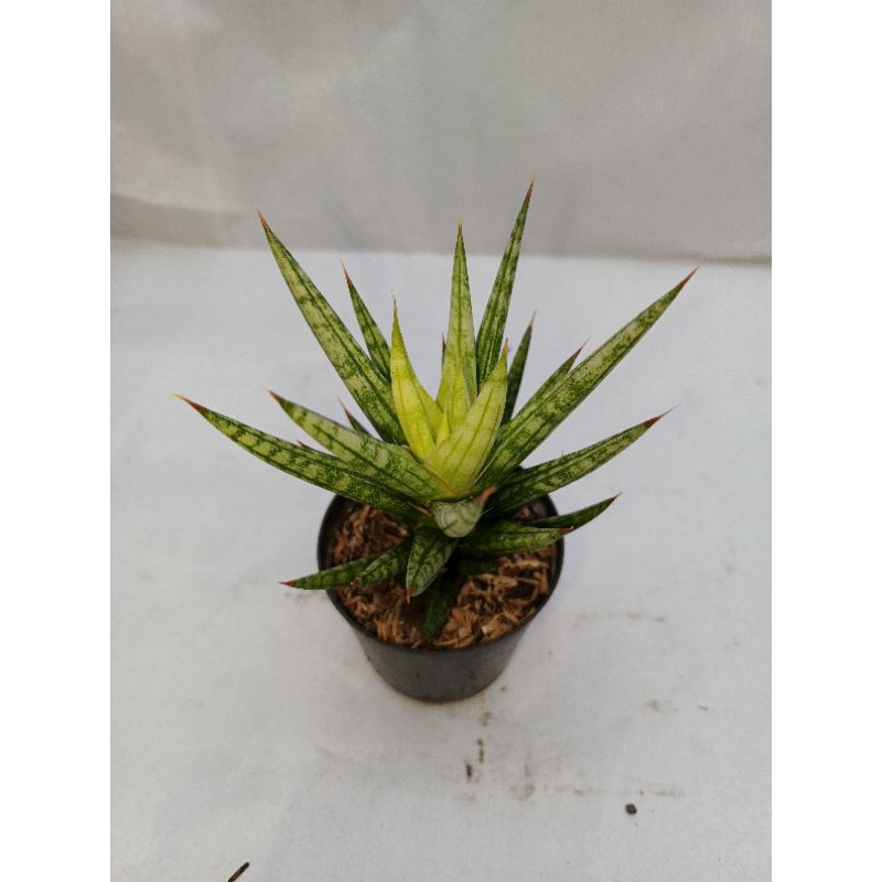 Sansevieria Gracilis Varigata