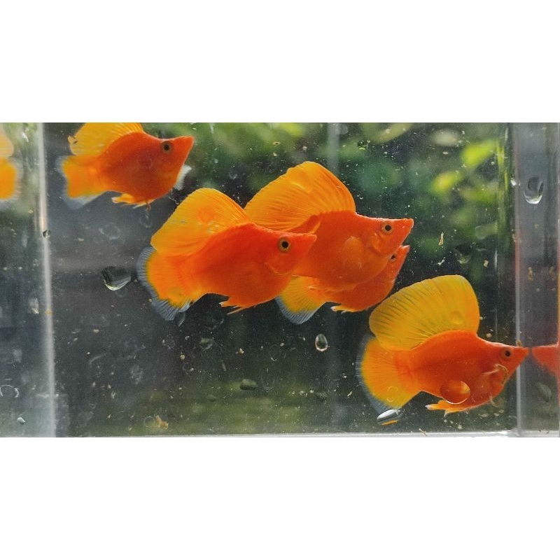 molly balon orange sunkis sailfin aksesoris aquarium