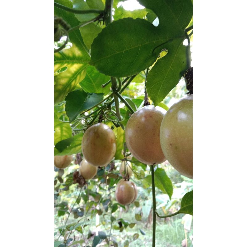 

Buah Markisa Penambah Imun Vitamin C Diet Sehat 1kg