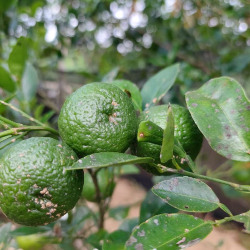 

Jeruk limau fresh jeruk purut segar jeruk bumbu jeruk sambel 1 kg