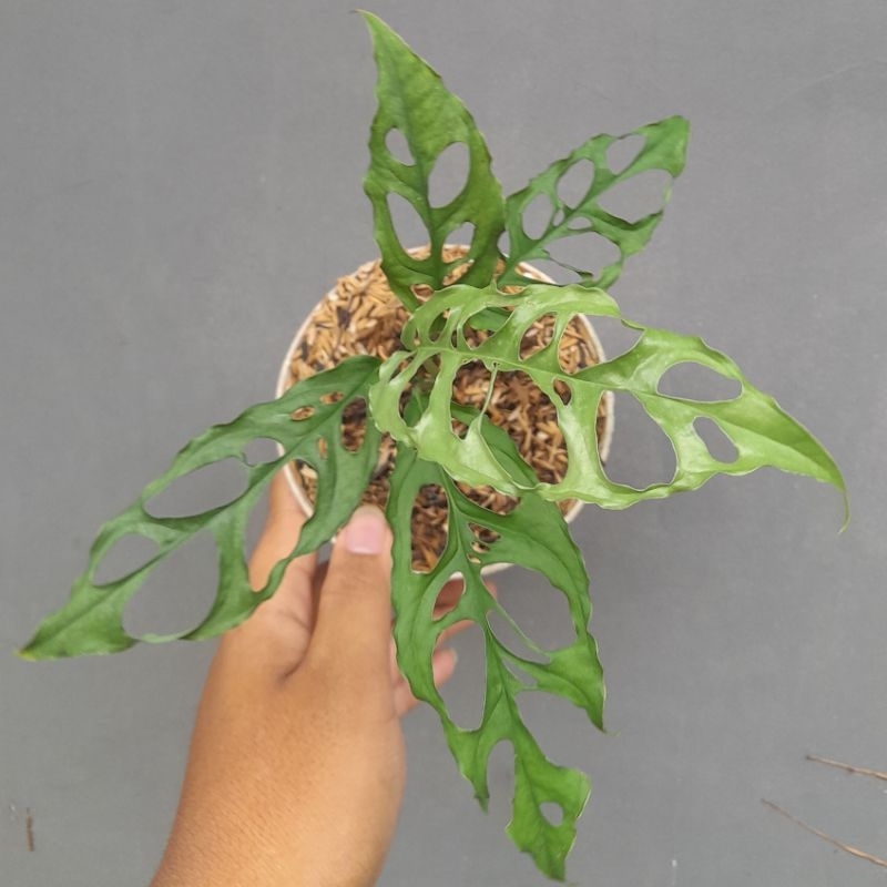 monstera obliqua peru