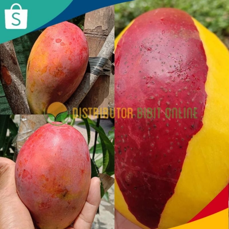 Bibit Mangga Yuwen Seri 6 Tinggi 1 Meter