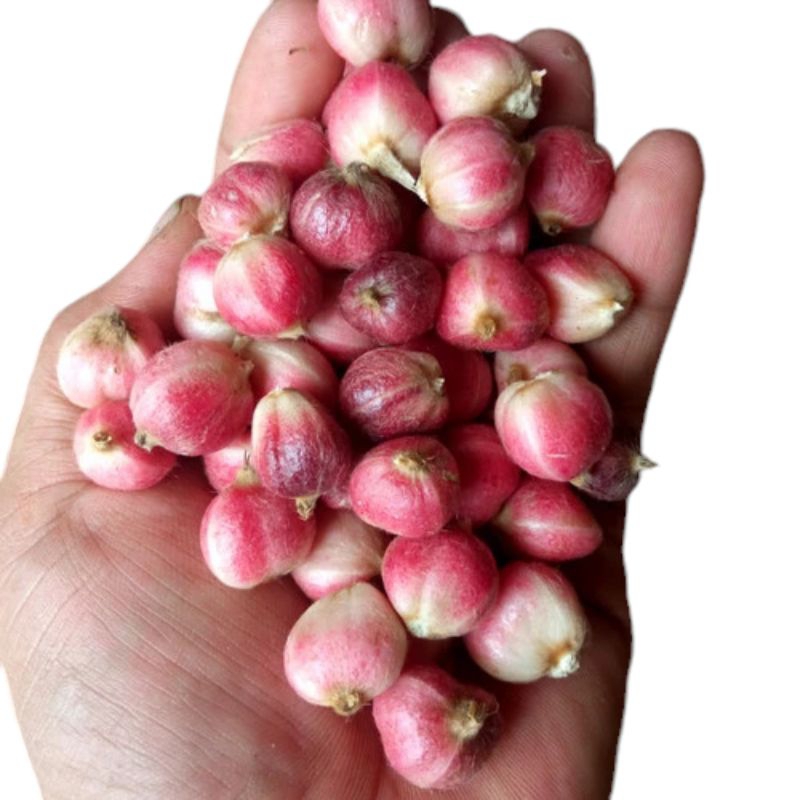 

buah kapulaga merah segar 100grm kapol basah