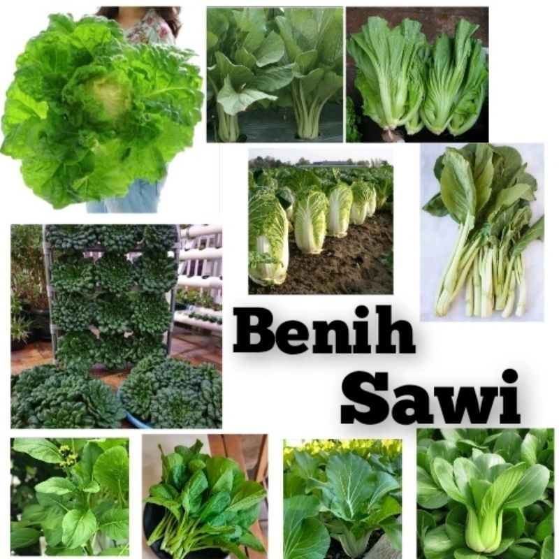 Benih Sawi Cap Panah Merah Bibit Tanaman Sayuran Hidroponik
