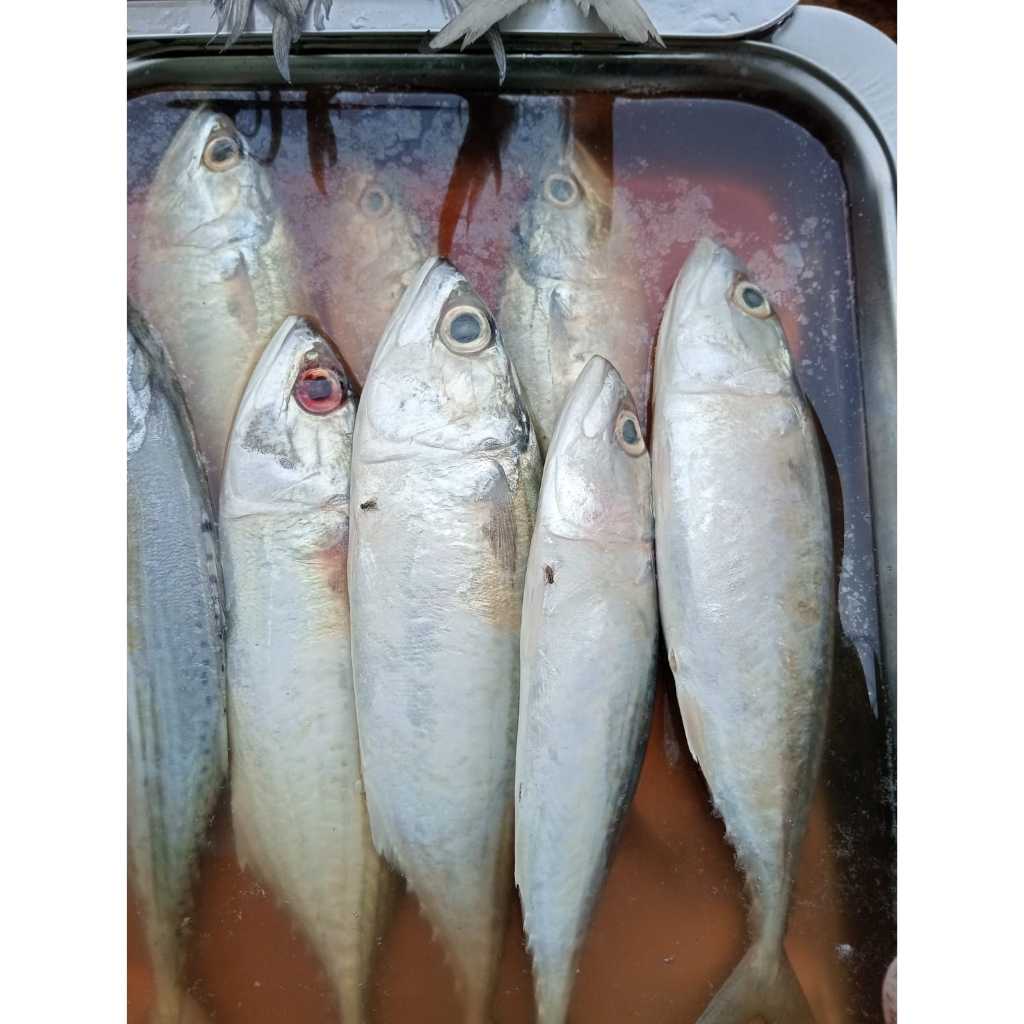 

Ikan asin Peda Putih Kualitas Terjamin Murah