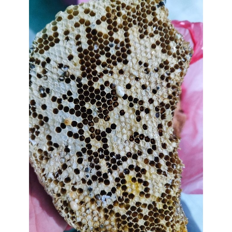 

Sarang Lebah Madu