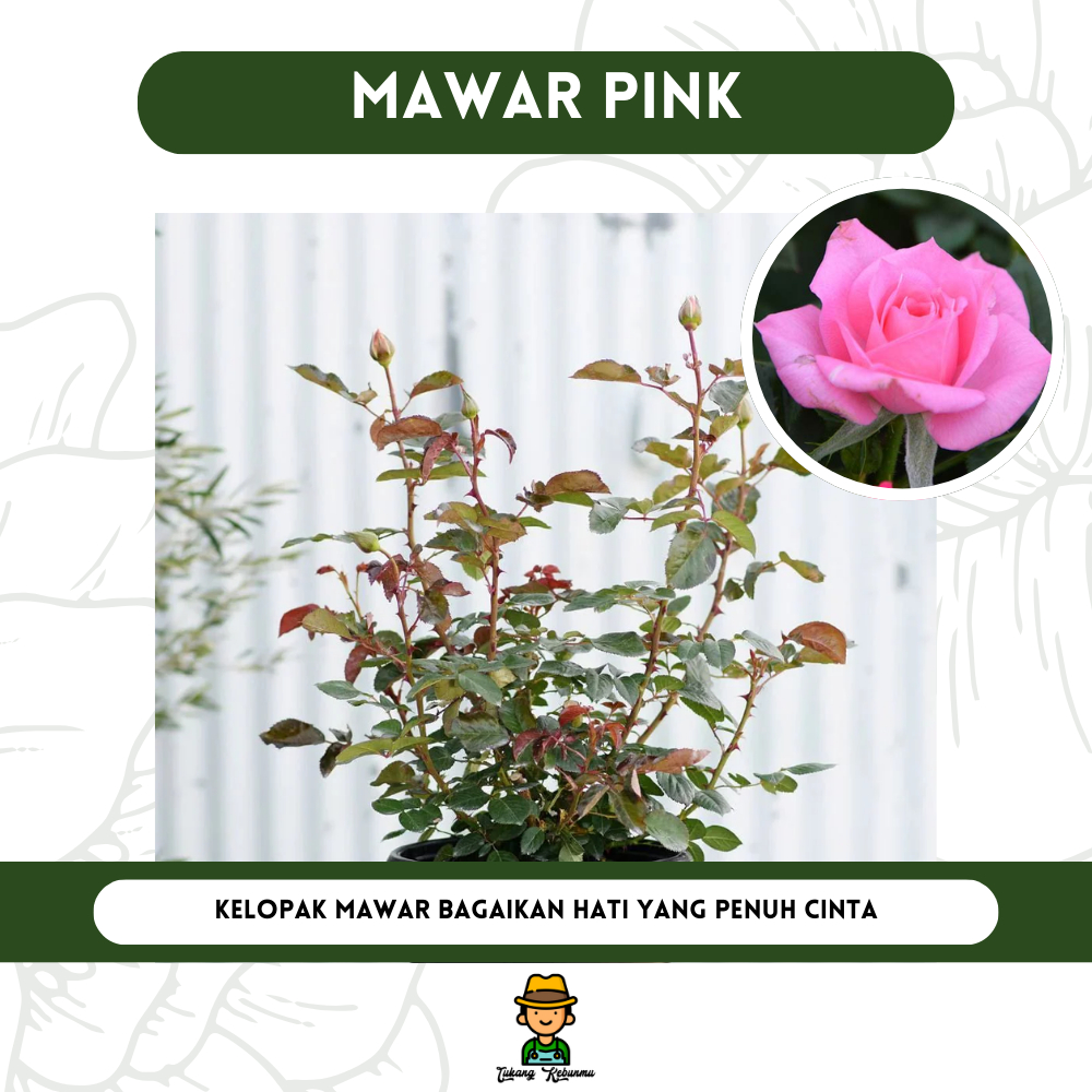 Tanaman Bibit Mawar Pink Bibit Bunga Mawar Murah
