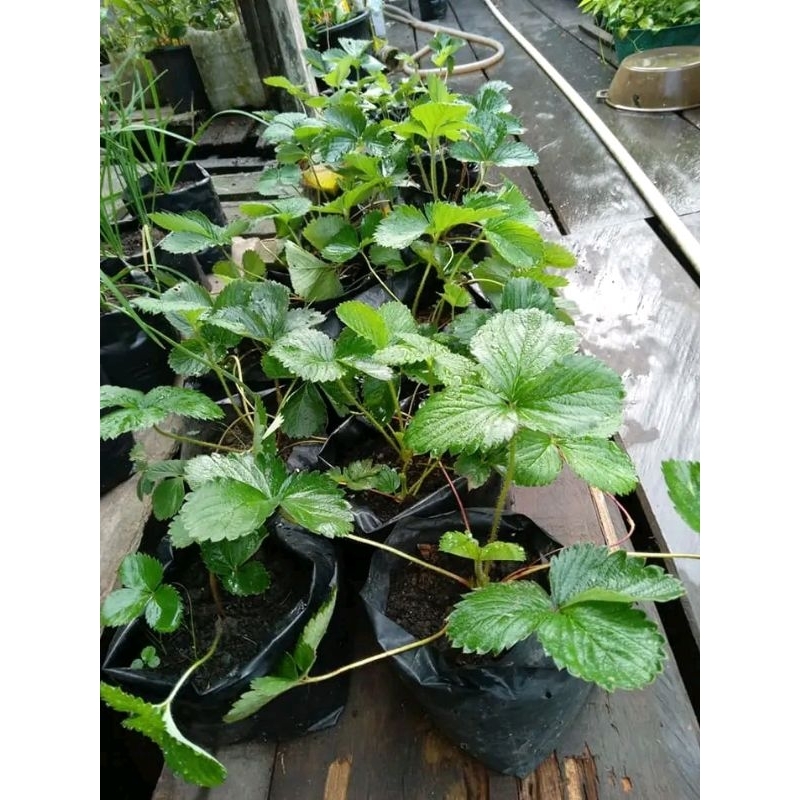 BIBIT STRAWBERRY JUMBO MANIS /Pcs