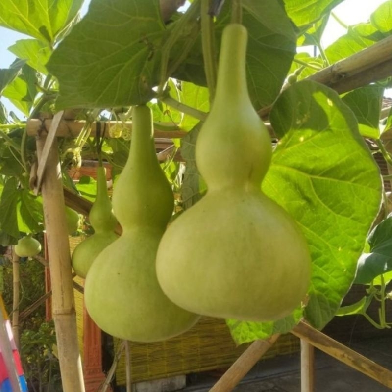 Bibit labu/Labu botol/labu air