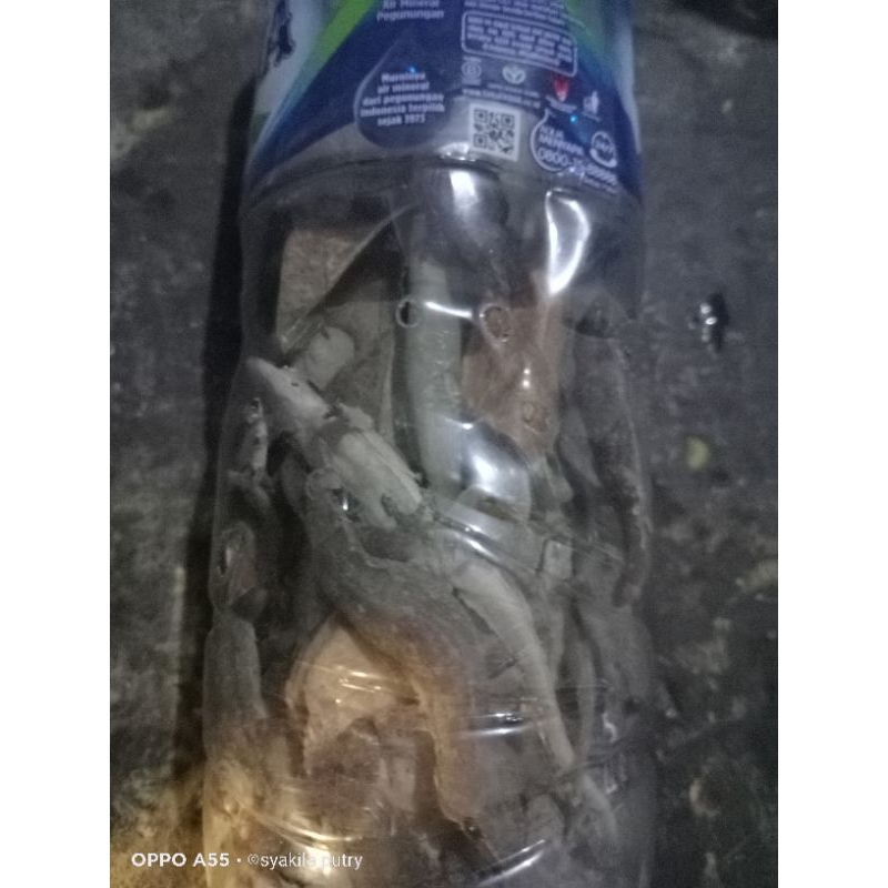 cicak  hidup perbotol isi 25 ekor