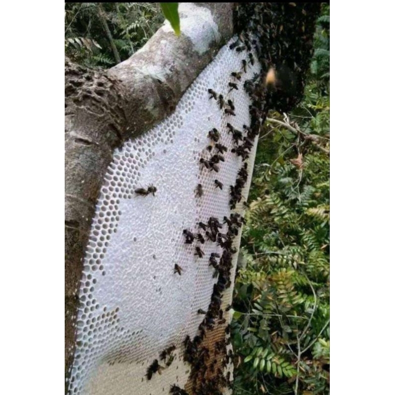 

Madu Asli Hutan Pegunungan Pekalongan