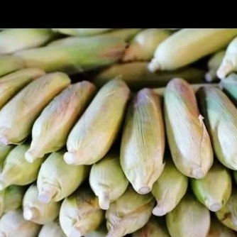 

JAGUNG MANIS 500GR