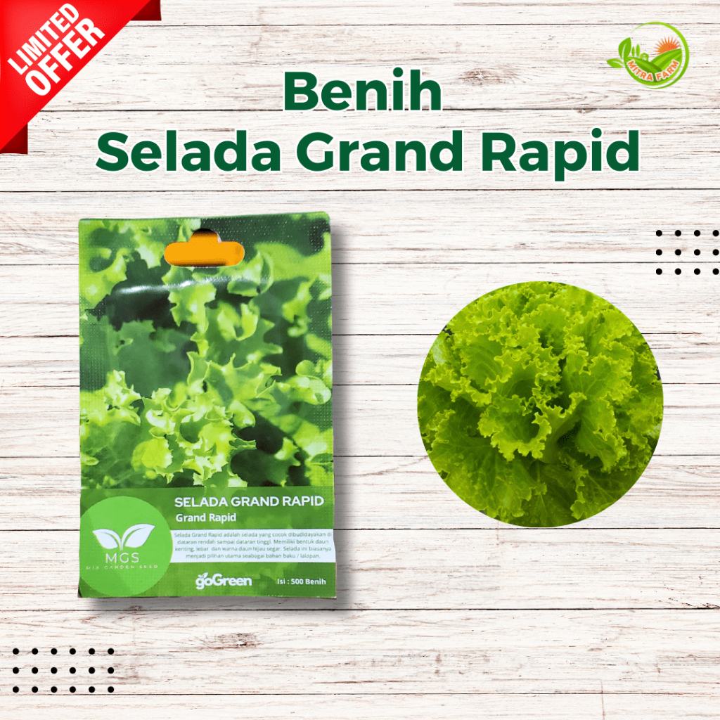 Benih Selada Grand Rapid/Benih Selada Hijau/Benih Selada Murah